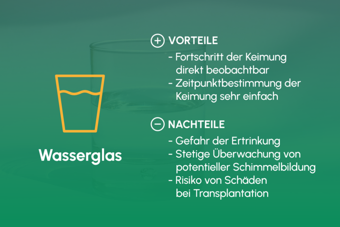 Keimung_Wasserglas