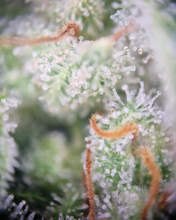 detailaufnahme_trichome_mittlerer_reifegrad