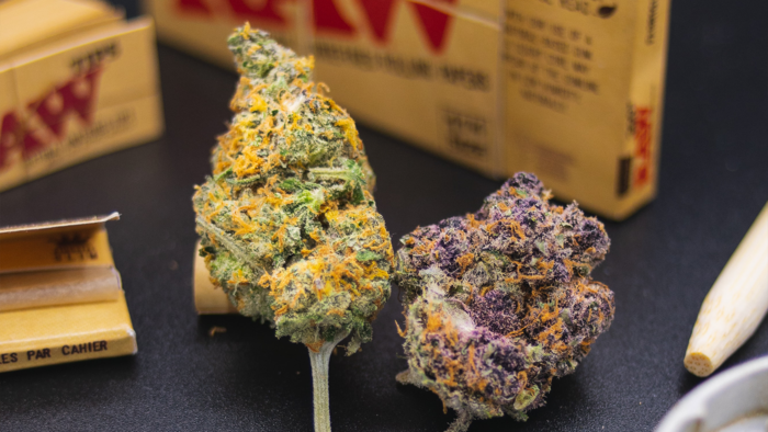 Zwei verschiedenfarbige Cannabisblüten vor Produkten der Marke RAW auf einem dunklen Tisch