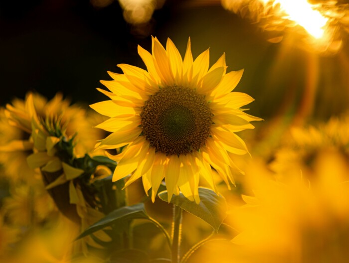 sonnenblume_im_gegenlicht_der_untergehenden_sonne