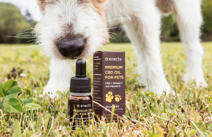 Hundenase, die an einem Cannabisöl-Produkt schnuppert auf einem grünen Rasen