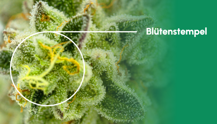 Detailaufnahme von Blütenstempeln einer Cannabispflanze