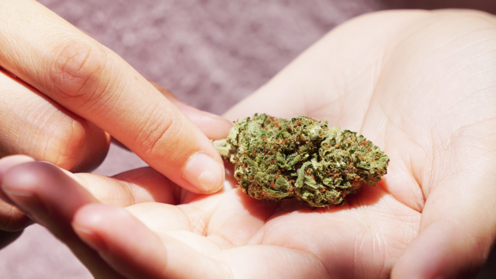 Cannabisblüte die in einer linken Hand liegt und mit der rechten Hand angefasst wird