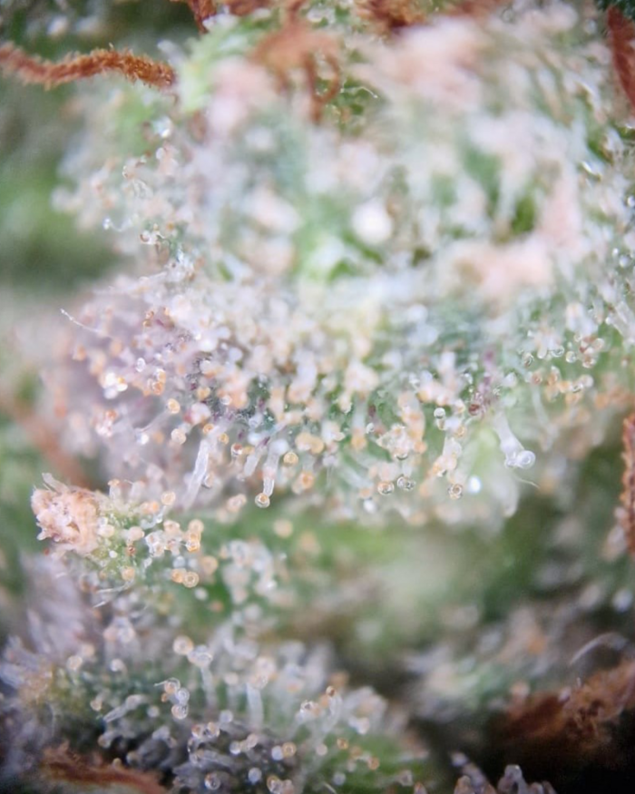 detailaufnahme_trichome_hoher_reifegrad