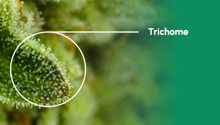 Detailaufnahme von Trichomen einer Cannabispflanze