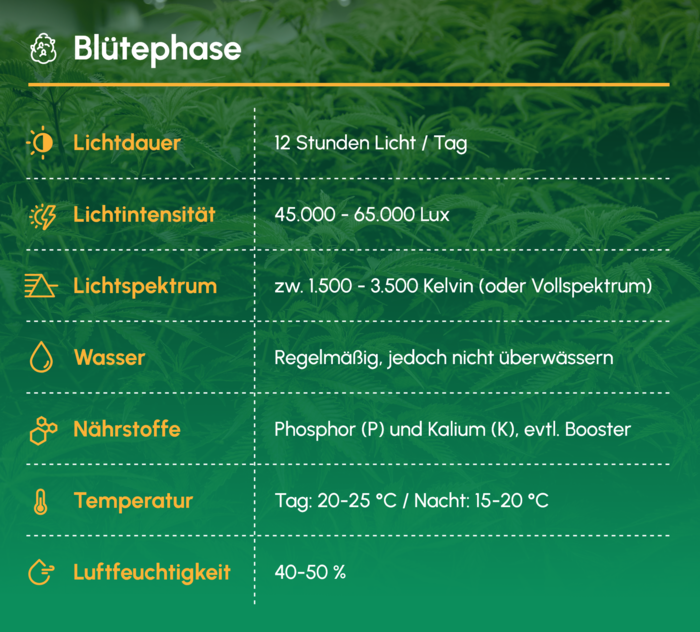 Bluetephase_Uebersicht