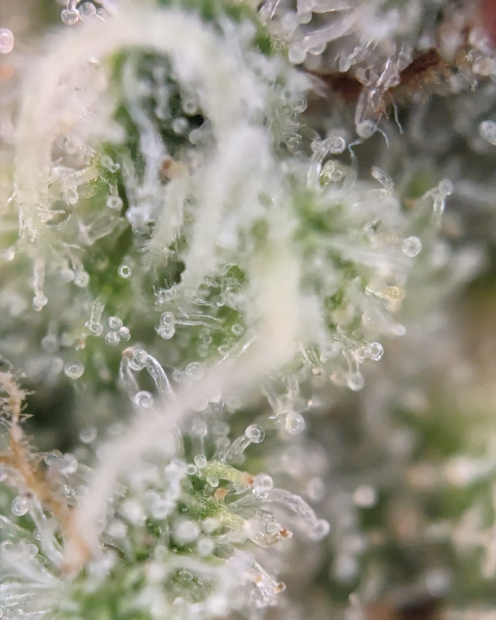 detailaufnahme_trichome_niedriger_reifegrad