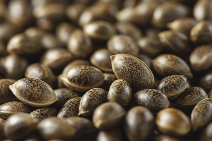 nahaufnahme_von_cannabis_samen