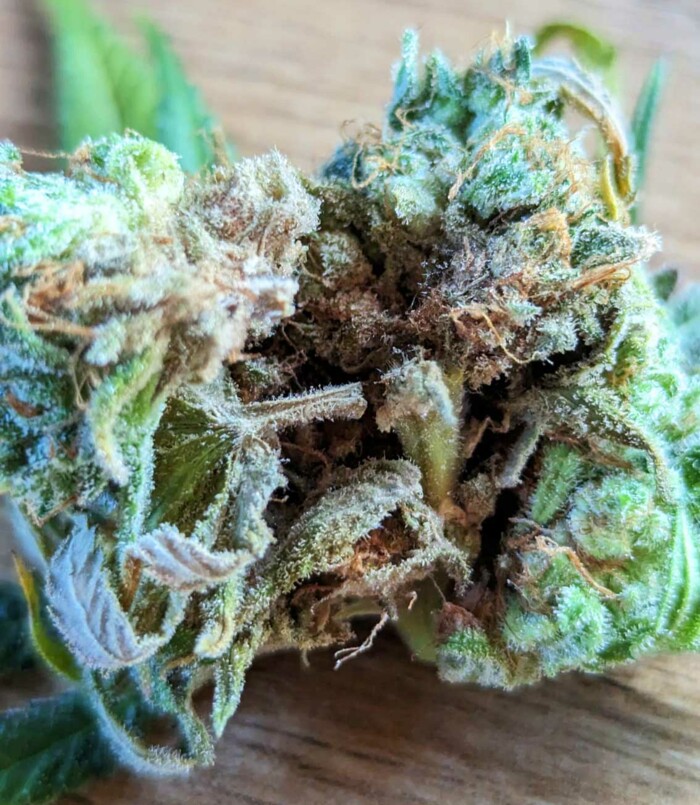 cannabis_bluete_mit_einem_schimmebefall_budrot