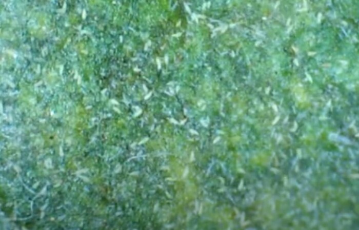 rostmilben_auf_gruenem_blatt