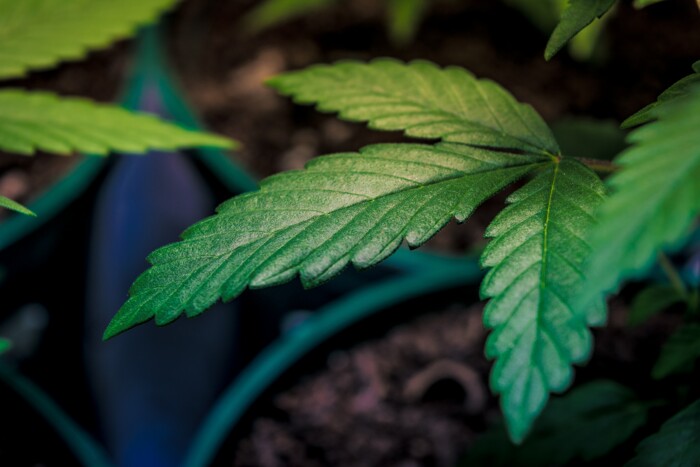 cannabis_blaetter_in_einem_pflanztopf_mit_erde_im_hintergrund