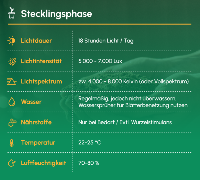 Stecklingsphase_Uebersicht