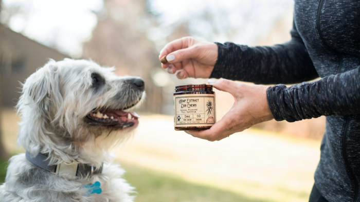 Ein weißer Hund welcher von seinem Herrchen mit Snacks gefüttert wird auf einer Wiese