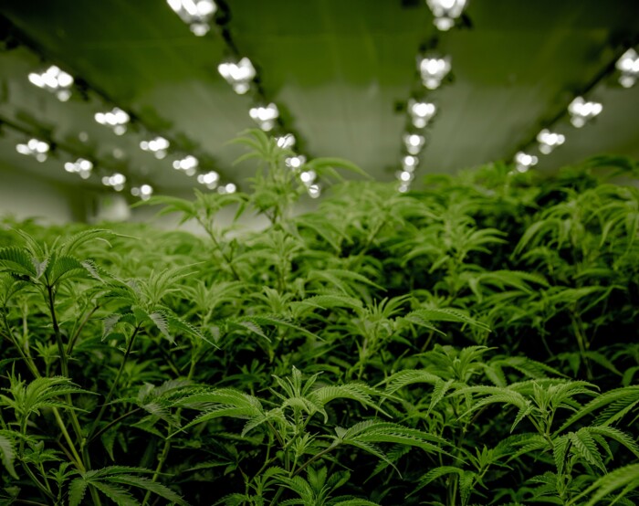 cannabis_plantage_unter_lichtstreifen