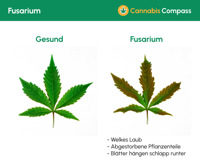 Fusarium