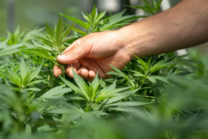 Hand, die eine Cannabispflanze prüft im Sonnenschein, im Vordergrund unscharfe Cannabisblätter