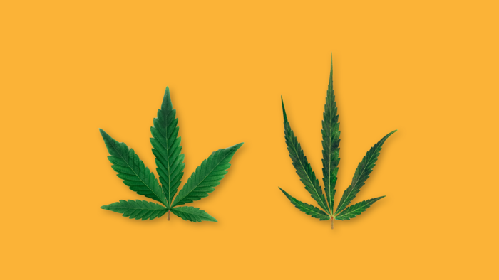 Indica und Sativa Hanfblatt auf einem gelben Hintergrund