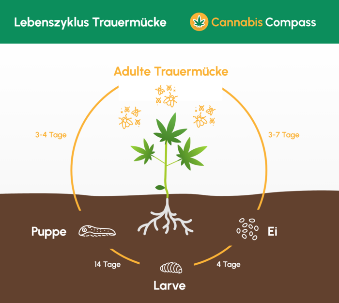 Lebenszyklus_Trauermuecke