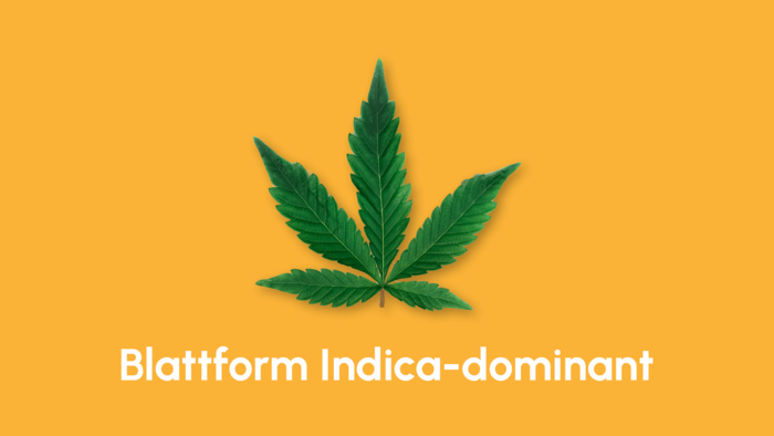 Indica Hanfblatt auf einem gelbem Hintergrund