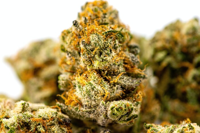 Detailaufnahme eines Cannabis-Buds vor weiteren Buds im Hintergrund die jedoch unscharf sind