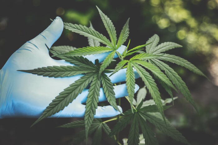 Hand_mit_blauem_handschuh_beruehrt_cannabisblaetter