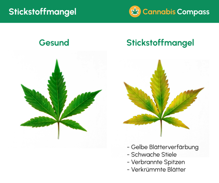 Stickstoffmangel