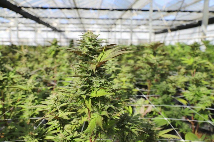 cannabis_plantage_in_einem_anbauverein