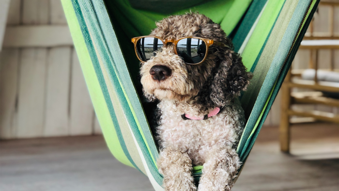 Ein Hund der eine Sonnenbrille trägt und in einer Hängematte in einem Zimmer sitzt