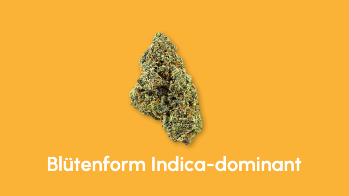 Indica Blüte auf einem gelben Hintergrund