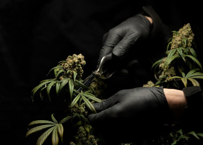 Ernte einer Cannabispflanze