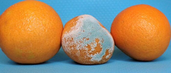 Drei Mandarinen von denen die mittige schimmelig ist vor blauem Hintergrund