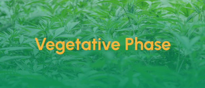 Teaser_Vegetative Phase