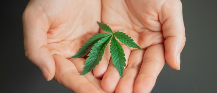 haende_die_ein_cannabisblatt_haltern_vor_grauem_hintergrund