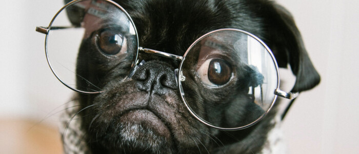 Schwarzer Mops mit Pullover und Brille der in die Kamera schaut