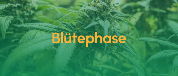 Teaser_Blütephase