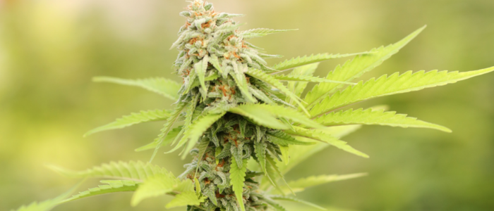 Cannabispflanze in Blüte vor verschwommenem Hintergrund