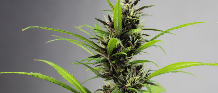Grüne Cannabispflanze vor einem grauen Hintergrund