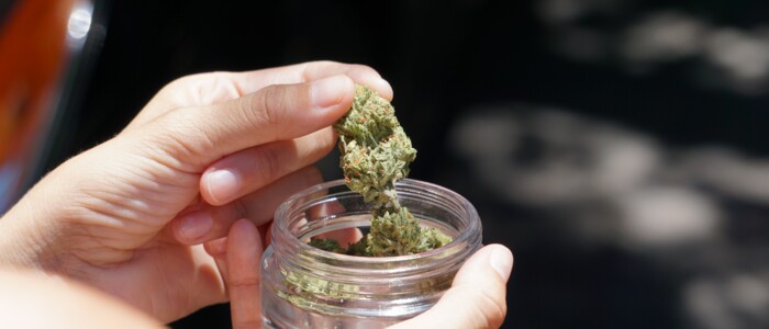 Eine Person die ein Glas mit Cannabisblüten hält und eine Blüte aus dem Glas entnimmt vor dunklem Hintergrund