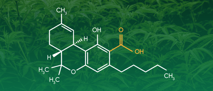 THC vs. THCA