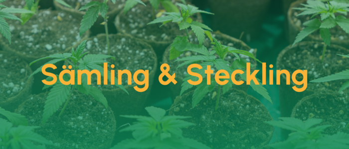 Teaser_Samling - Steckling