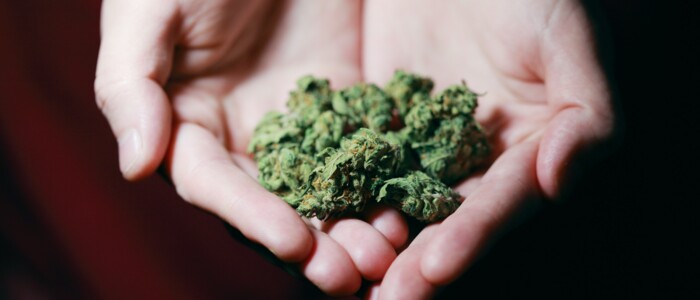 Hände die mehrere Cannabisblüten halten vor schwarzem Hintergrund