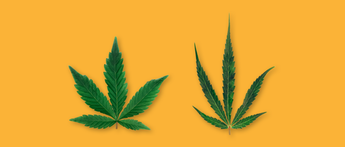 Indica und Sativa Hanfblatt auf einem gelben Hintergrund