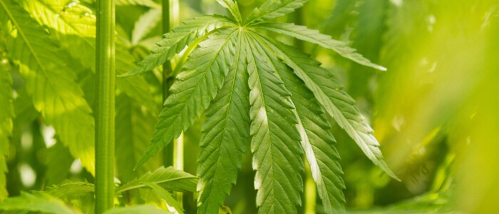 cannabis_pflanze_im_sonnenlicht_detailaufnahme