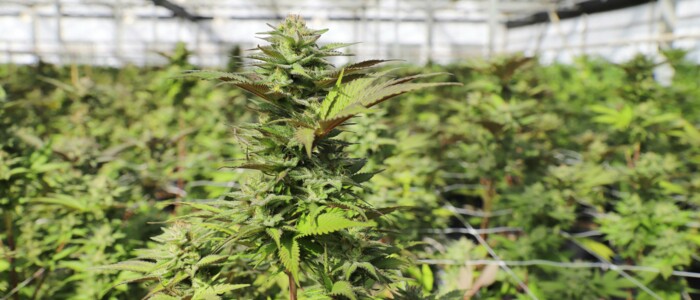 cannabis_plantage_in_einem_anbauverein