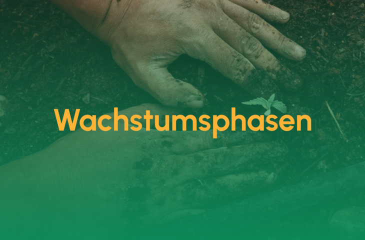 wachstumsphasen_teaser