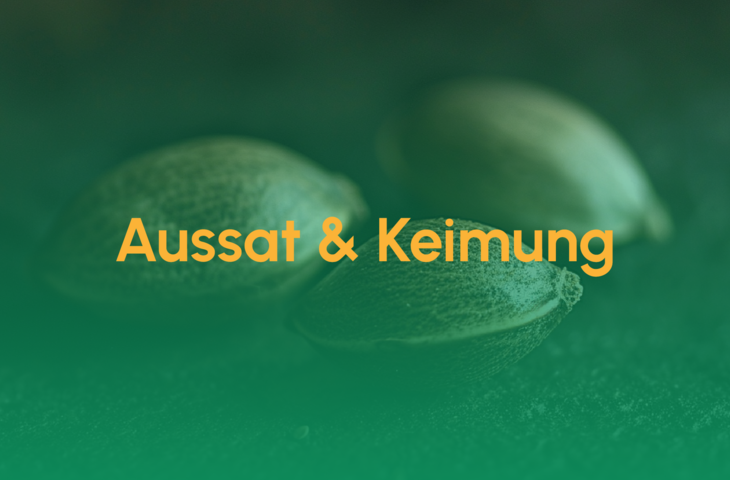Teaser_Aussat und Keimung