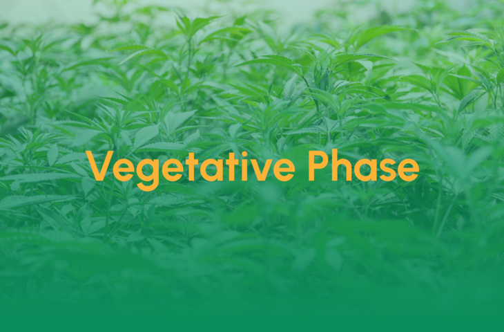 Teaser_Vegetative Phase