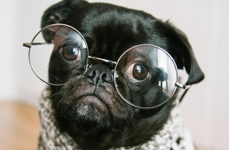 Schwarzer Mops mit Pullover und Brille der in die Kamera schaut