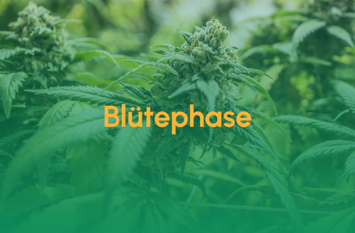 Teaser_Blütephase