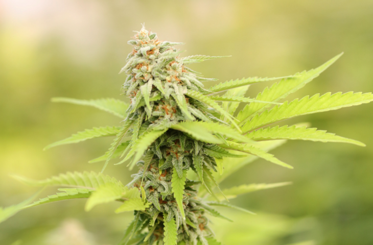 Cannabispflanze in Blüte vor verschwommenem Hintergrund
